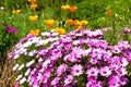 Bright multicolored flowerbed