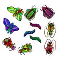 Bright multicolored insects with various patterns, hawk moth, caterpillar, bug, water beetle, barbel