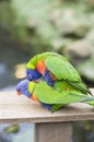 bright multicolored rainbow lorikeet parrot, make love, produce chicks, close-up Royalty Free Stock Photo