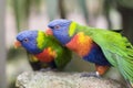 bright multicolored rainbow lorikeet parrot, make love, produce chicks, close-up Royalty Free Stock Photo