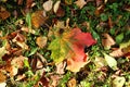 Bright multicolored red, green, yellow autumn maple leaf on a green grass Royalty Free Stock Photo