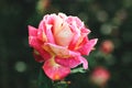 Bright multicolored rose
