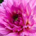 bright multicolour blooming pink dahlia