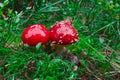 Amanita Red Fly Agaric Mushroom Forest Green Grass Two Autumn