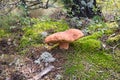 A bright mushroom grows in green moss in a coniferous forest. Lake Baikal, Buryatia, Russia