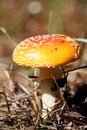 Bright Mushroom