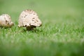 Bright mushrooms