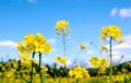 Bright Mustard Flowers Royalty Free Stock Photo
