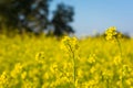 Bright mustard flowers Royalty Free Stock Photo
