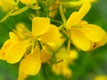 Bright mustard flowers on a green background Royalty Free Stock Photo