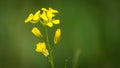 Bright Yellow Mustard flowers, background Royalty Free Stock Photo