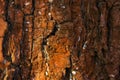 Bright and mysterious texture of the brown tree trunk