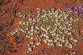 Bright Namaqualand Spring Flowers 11608 Royalty Free Stock Photo