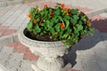 Bright nasturtium flowers with green colorful leaves