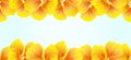 Bright Nasturtium Seamless border. Yellow flowers. Beautiful Horizontal banner. Blue background. Card, invitation, poster