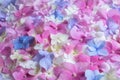 Bright natural floral background in pink and blue pastel colors. texture of hydrangea flowers in nature close-up. Blur Royalty Free Stock Photo