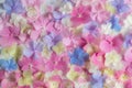 Bright natural floral background in pink and blue pastel colors. texture of hydrangea flowers in nature close-up. Royalty Free Stock Photo