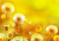 Bright Natural Yellow Background Dandelions Fluffy Flowers Copy Space