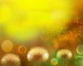 Bright Natural Yellow Background Dandelions Fluffy Flowers Copy Space