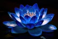 Bright neon blue colorful lotus flower bloom. Vivid waterlily closeup floral background. Royalty Free Stock Photo