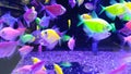 Bright Neon Colored Fish