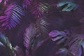 Bright neon tropical palm background leaves pink and dark jungle texture