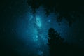 Bright Night Sky Stars Above Dark Black Crowns Of Pine Trees Woods Silhouettes. Natural Starry Sky Above Woods. Night Royalty Free Stock Photo