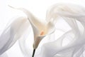 White calla beauty blossom