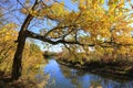 bright oak tree over river Royalty Free Stock Photo