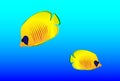 Bright oceanic small fishes