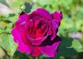 Bright, open burgundy-red rose of the Erotic variety in close-up