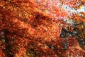 Bright orange Acer Palmatum or Japanese Maple leaves in the Arboretum in Rogow in Poland