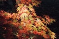 Bright orange Acer Palmatum or Japanese Maple leaves in the Arboretum in Rogow in Poland