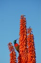 Bright orange aloe with sunbird