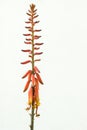 Bright Orange Aloe Vera Flowers