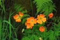 Bright Orange Anemone flowers. Royalty Free Stock Photo