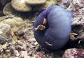 Bright orange anemonefish tropical fish with purple anemone Royalty Free Stock Photo