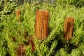 Orange banksia flowers on tree with green foliage. Australian flowers in a garden Royalty Free Stock Photo