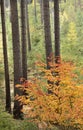 Bright Orange Autumn Maple in Tall Pines Royalty Free Stock Photo