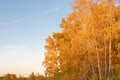 Bright orange autumn tree crowns against blue sky. Autumn yellow birches in evening sun Royalty Free Stock Photo