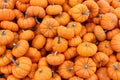 Bright orange baby pumpkins arranged on table at outdoor section of farmers market