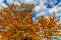 Bright Orange Cypress Leaves Glowing in the Fall Sun