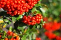 Pyracantha angustifolia with bright orange berries in the sunlight