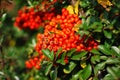 Pyracantha angustifolia with bright orange berries in the sunlight