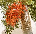 Bright orange berries on the palm tree in the park in Sarasota, Florida. Royalty Free Stock Photo