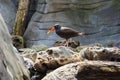 Bright orange bill Oystercatcher coastal bird Royalty Free Stock Photo