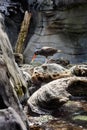 Bright orange bill Oystercatcher coastal bird Royalty Free Stock Photo