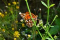 Bright Orange and Black Butterfly