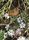 Dark Green Fritillary