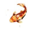 Bright orange and black patterned koi fish swimming with subtle starry elements animal Royalty Free Stock Photo